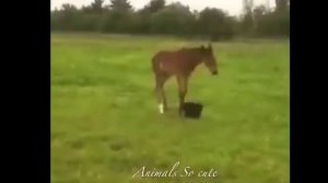 Симпатичные и веселые лошади Видео Сборник милые моменты лошадей Симпатичная лошадка