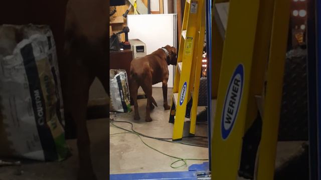 Собака под гипнозом от пламени смотреть онлайн