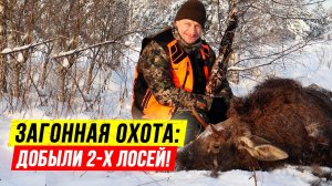 Загон на ЛОСЯ?  Взяли бычка и телка на загонной охоте! Загонная ОХОТА на лося!