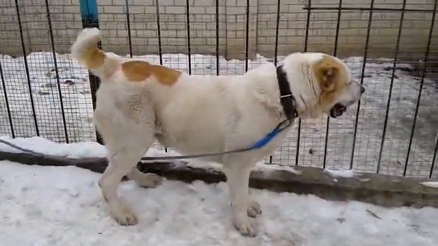 Батыр смотреть онлайн