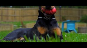 Sony a7iii Picture profile Cine4 Cinematic - Doberman