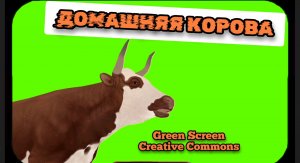 Домашняя корова видео green screen футаж. Хромакей анимация на зелёном фоне.
