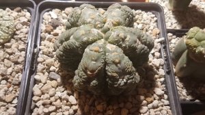 Astrophytum cultivares para principiantes. Asterias kikko, Muscle, Muscle mostruose y Godzilla