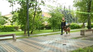 Чем грозит выгул собаки без поводка и ошейника? 21.07.22