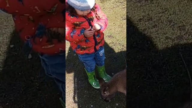 So cute Feeding Wallaby #wildlife #animals #shorts