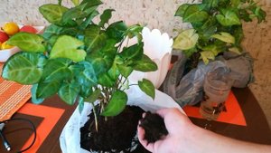 Сингониум. Мои волшебные растючки.Три куста в один горшок