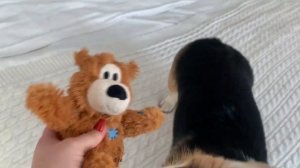 Долговечная игрушка для корги