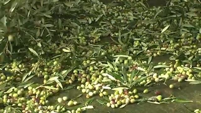 Сбок оливок на Крите/collecting olives on Crete
