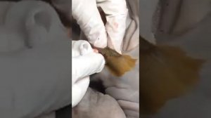 Хирургическое лечение гнойной раны у кота