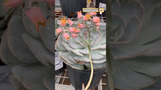 Echeveria | Cactus | WinterpegAngel #shortvideo