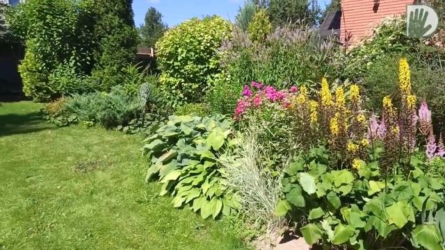 Видео журнал "СОФ №97" НОВЫЙ интересный АВТОРСКИЙ САД. Особенности, дизайн и уход смотреть онлайн