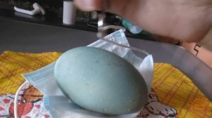 Страусы Эму снесли первое яйцо 8-го февраля