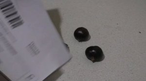 Каштаны съедобные: городчатый, мягчайший и зубчатый / Castanea: crenata, mollissima, dentata