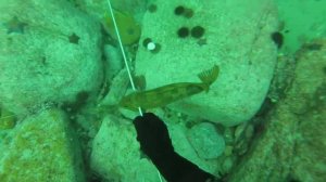 Бухта Теляковского, село Витязь