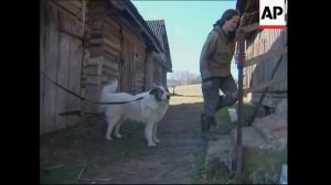 A woman who's lived with wolves for three years