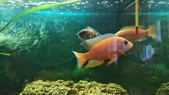 Цихлиды красный дракон аулонокара смотреть онлайн