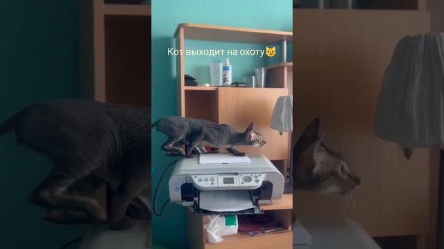Котик Сёма #shorts
