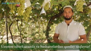 1-SON. UZUM YETISHTIRISH SIRLARI | Узум етиштириш сирлари