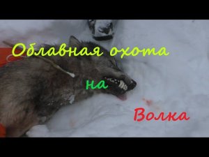 Охота на Волка