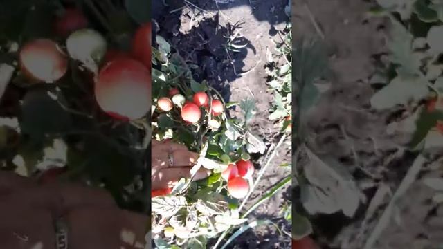Томат Горшечный розовый черри