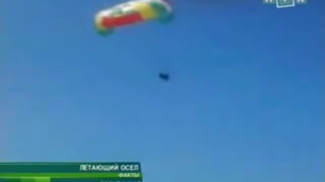 Летающий осёл