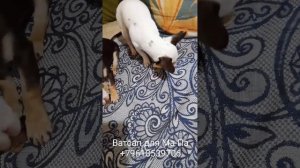 чихуахуа четыре месяца