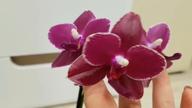 Первое ЦВЕТЕНИЕ моих АЗИАТСКИХ орхидей | азиатские орхидеи  Flowering of my orchids Орхидея Orchids