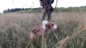 Охота на перепелку в Абхазии/Hunting on quail in Abkhazia. 15