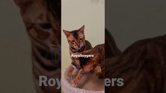 Royaltoygers kittens тойгеры маленькие короли ❤❤❤❤