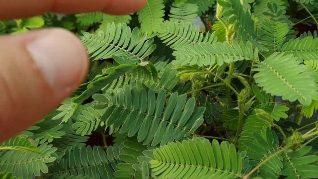 "Mimosa pudica": ¡¡La planta que se mueve!! смотреть онлайн