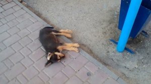 Крым Автостанция Судак