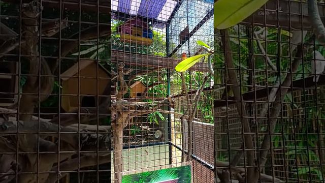 Hotel Aston Cirebon : Mini Zoo 6