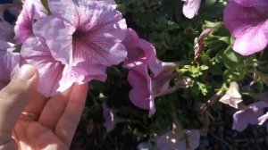 Петуния серия "ЭКСПЛОРЕР" плюсы и минусы