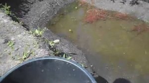 Посадка абрикос на холм