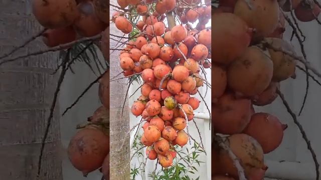 Foxtail palm fruit #wonderful #satisfying #short смотреть онлайн