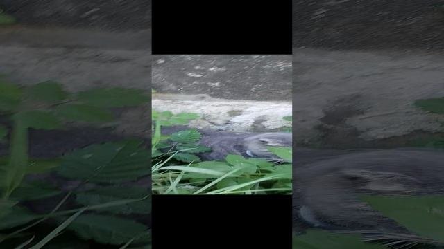лечебная трава