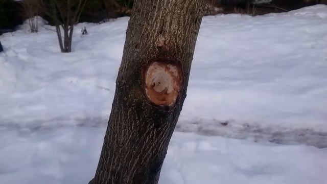 Сокотечение из манчжурского ореха. смотреть онлайн