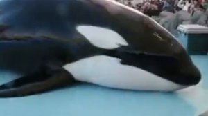 касатка-хищник разговаривает с человеком