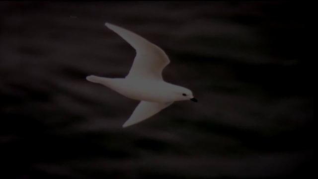 Животный мир Антарктиды .