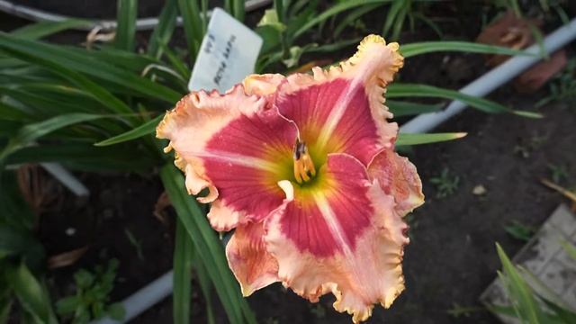 Лилейник ДОЧЬ ЗАРИ смотреть онлайн