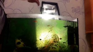 Уборка роголистника из аквариума