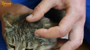 Как снять клеща с кошки