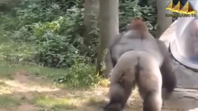 ЖИВОТНЫЕ НЕ ЗНАЮТ, ЧТО ТАКОЕ СТЕКЛО смотреть онлайн