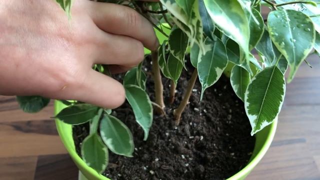 Формированые кроны Фикуса Бенджамина Кинки. Обрезка и прищипка. Ficus Benjamina Kinky
