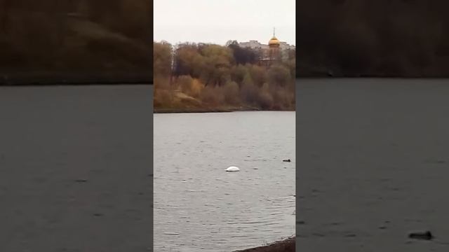 Лебедь на Борисоглебском озере . Раменское.