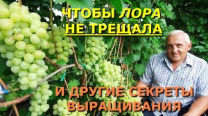 Что делать, чтобы Лора не трещала, и другие секреты ее выращивания