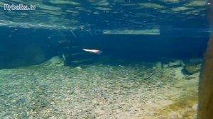 Воблер Megabass Vision Oneten + 1. Underwater
