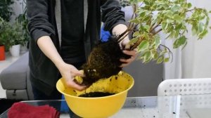 Спасение рядового фикуса от щитовки