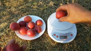 АБРИКОС РУБИСТА!!! Apricot Rubista!!!