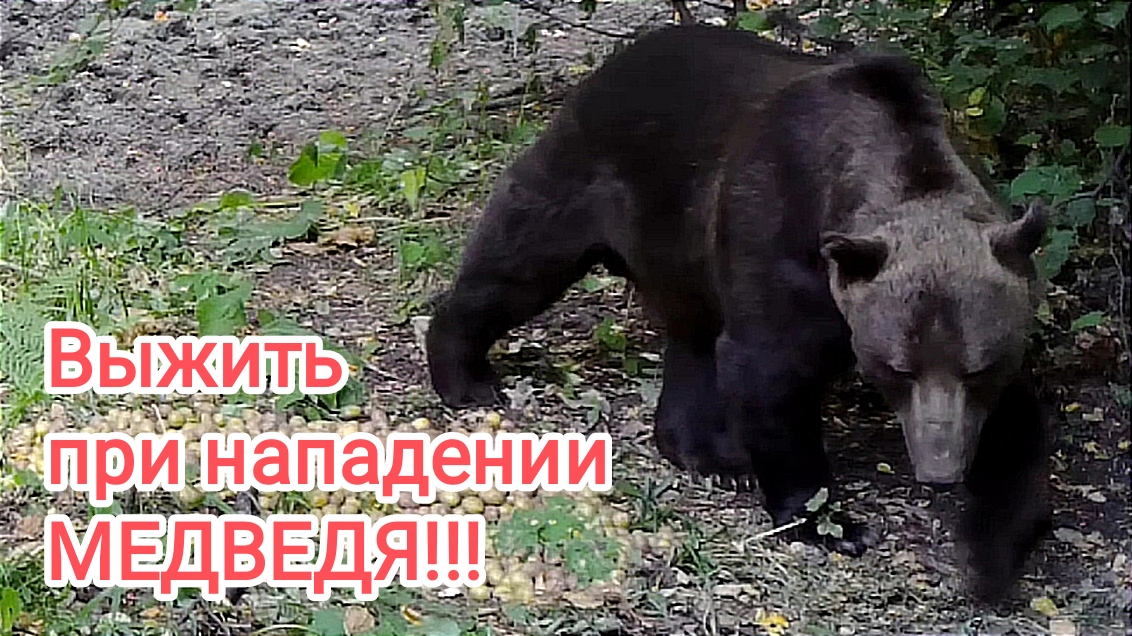 Как выжить при нападении медведя?
